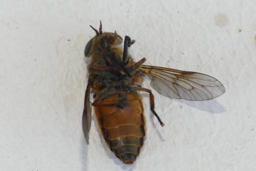 Hybomitra sp.